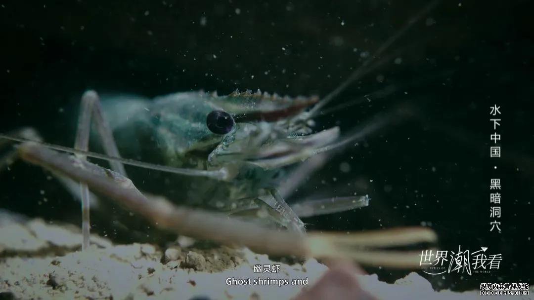 世界潮我看丨从水下看中国,揭开黑暗洞穴的奇妙面纱