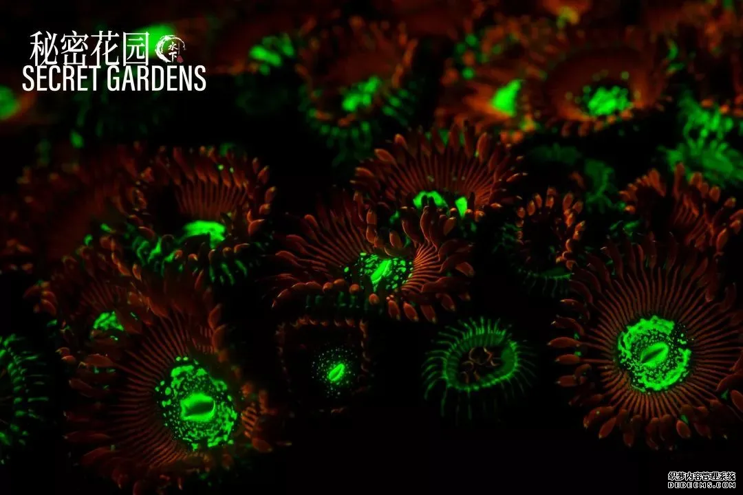 世界潮我看丨从水下看中国,揭开黑暗洞穴的奇妙面纱