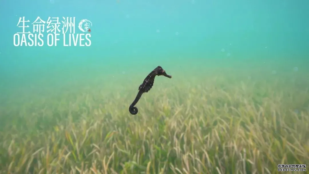 世界潮我看丨从水下看中国,揭开黑暗洞穴的奇妙面纱