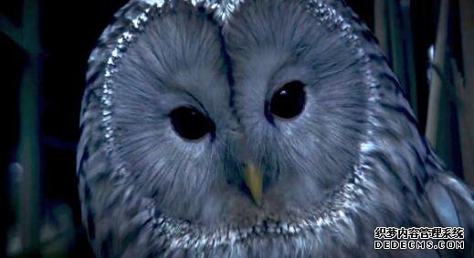 ǰ��ʦ������Ա���ڷ�ʢ����1.85��ʢ����������������Ϸ